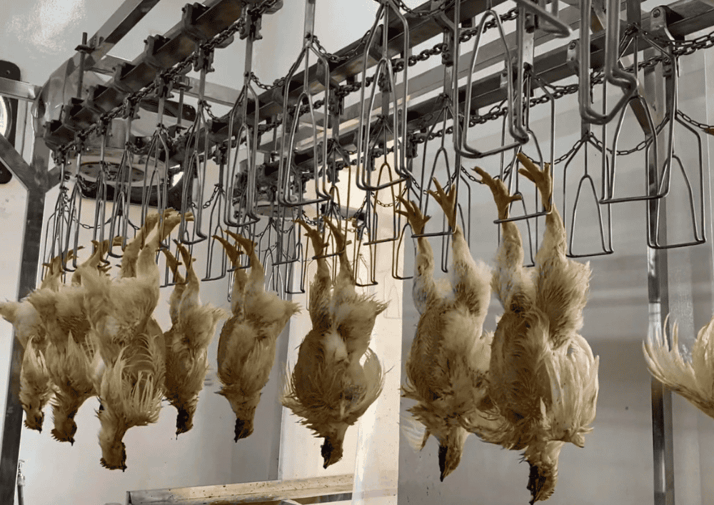 Dari 100 Kilogram ke 1,5 Ton per Hari, Produksi RPH Unggas Surabaya Melonjak dalam Tiga Bulan