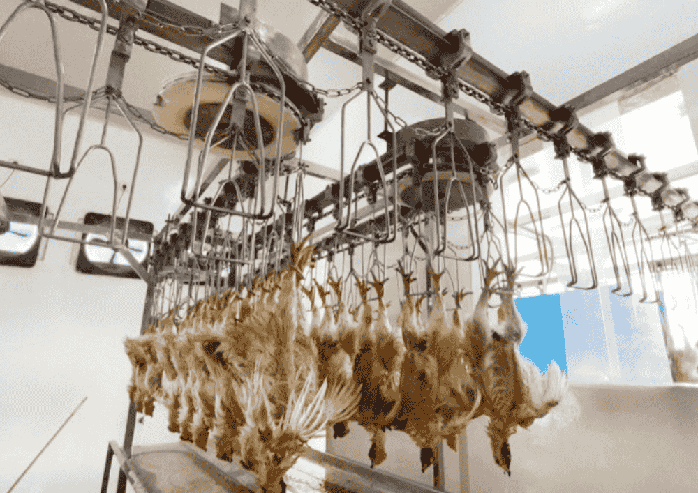 RPH Unggas Surabaya Layani SPPG hingga Sidoarjo dan Gresik